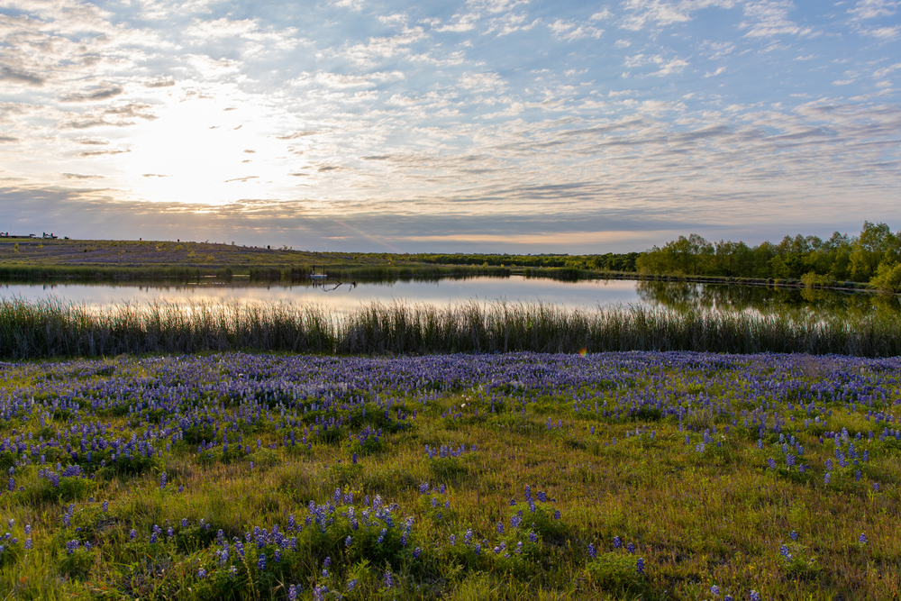 Lake with field of flowers