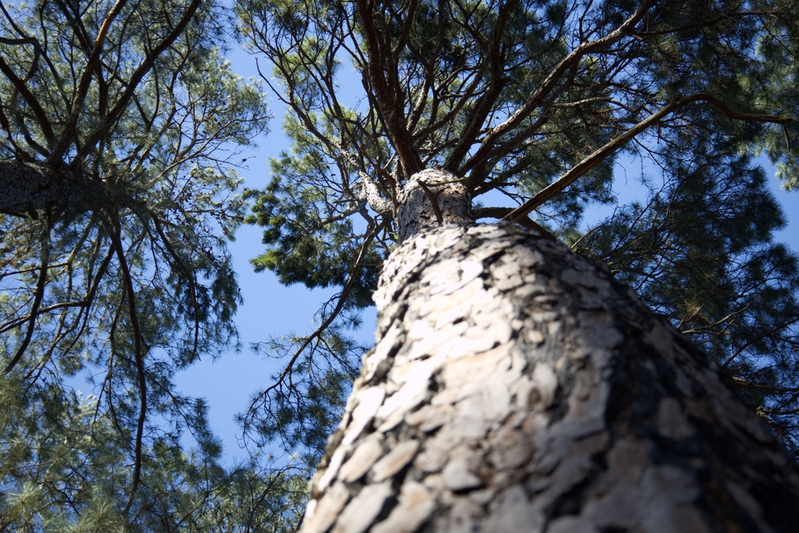 tree in state park