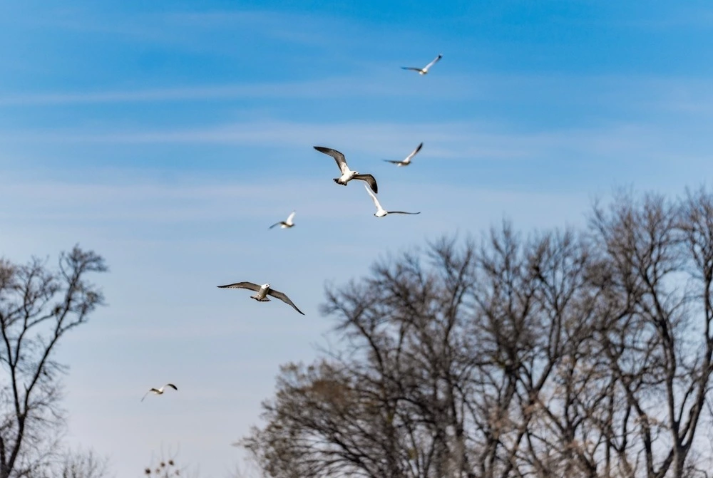 birds flying over park