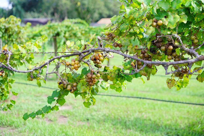 muscadine grapes in vineyard