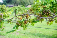 muscadine grapes in vineyard